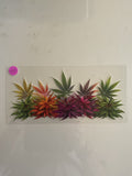 Weed plants 737