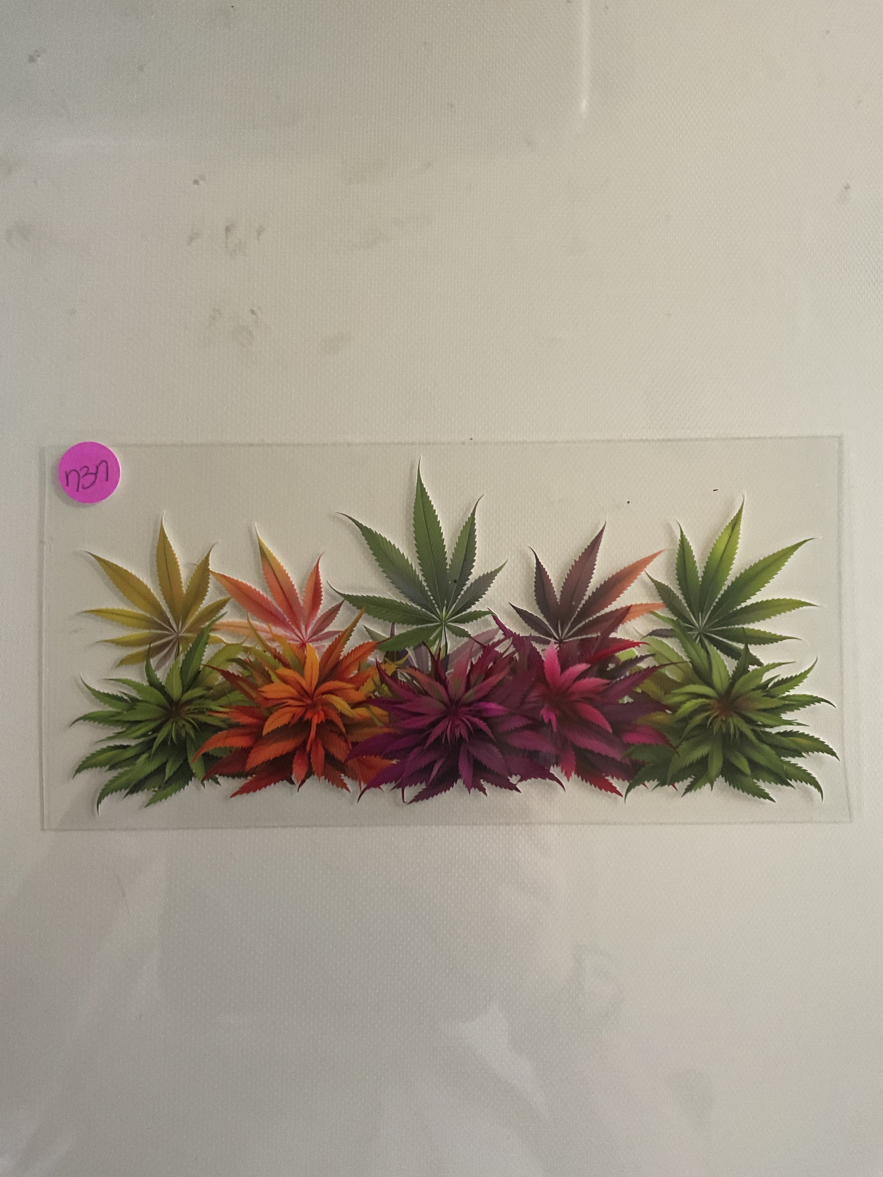 Weed plants 737